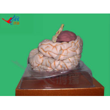 Modelos vívidos del tronco encefálico con arterias, modelo anatómico del cerebro